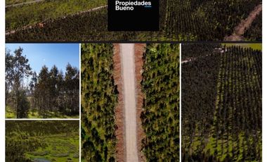 Venta de Parcelas en Chillan - Camino a Portezuelo - Itata