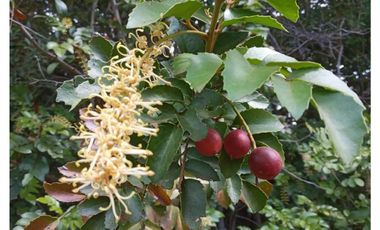 SE VENDEN 11 HECTAREAS DE TERRENO CERCA DE CHILLAN Y POR RECINTO, PINTO