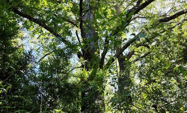 SE VENDEN 11 HECTAREAS DE TERRENO CERCA DE CHILLAN Y POR RECINTO, PINTO