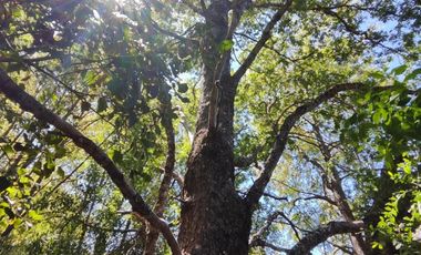 SE VENDEN 11 HECTAREAS DE TERRENO CERCA DE CHILLAN Y POR RECINTO, PINTO