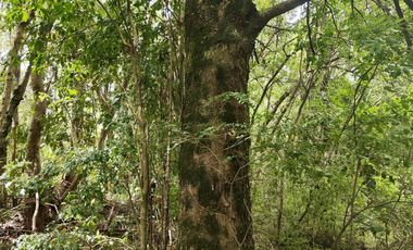 SE VENDEN 11 HECTAREAS DE TERRENO CERCA DE CHILLAN Y POR RECINTO, PINTO