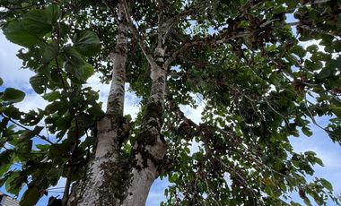 LOTE EN VENTA EN LA PALMILLA/PEREIRA