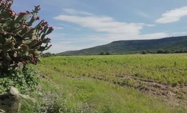 Terreno en Venta en Ojo de Agua de Crucitas, el llano