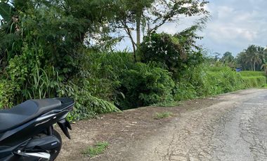 Di kontrakan tanah Penatahan, Penebel, Tabanan, Bali