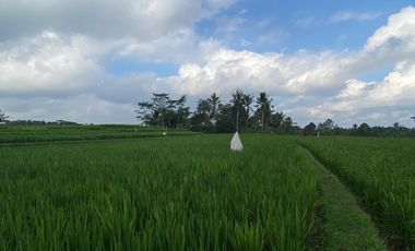 Di kontrakan tanah Penatahan, Penebel, Tabanan, Bali