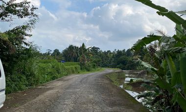 Di kontrakan tanah Penatahan, Penebel, Tabanan, Bali