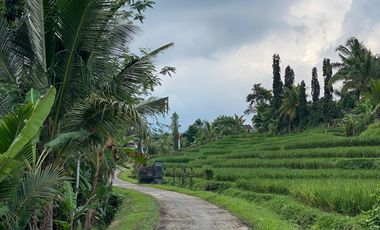 Di kontrakan tanah Penatahan, Penebel, Tabanan, Bali