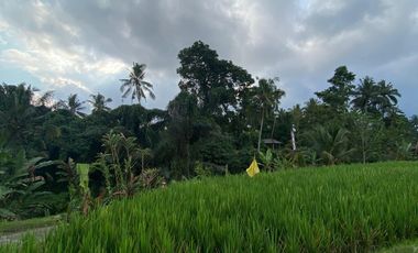 Di kontrakan tanah Penatahan, Penebel, Tabanan, Bali