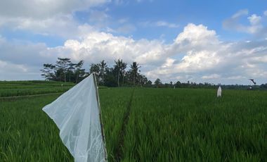 Di kontrakan tanah Penatahan, Penebel, Tabanan, Bali