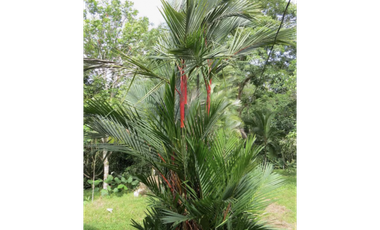 COLON / SABANITAS / 109790M / FINCA CAMPESTRE / VIA PRINCIPAL