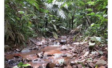 COLON / SABANITAS / 109790M / FINCA CAMPESTRE / VIA PRINCIPAL