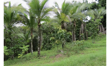 COLON / SABANITAS / 109790M / FINCA CAMPESTRE / VIA PRINCIPAL