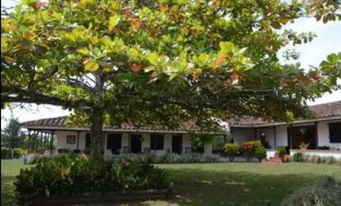 Se vende finca en  Quimbaya - 8 cuadras