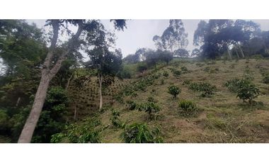 Venta  De Finca Cafetera  En Ciudad Bolívar - Antioquia