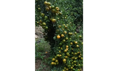Venta  De Finca Cafetera  En Ciudad Bolívar - Antioquia