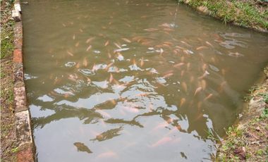 Venta  De Finca Cafetera  En Ciudad Bolívar - Antioquia