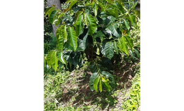 Venta  De Finca Cafetera  En Ciudad Bolívar - Antioquia
