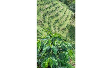 Venta  De Finca Cafetera  En Ciudad Bolívar - Antioquia