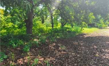 2 HECTAREAS SOBRE CARRETERA PUERTO MADERO MUY CERCA DE NUEVO HOSPITAL