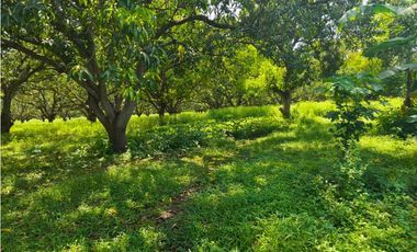 33 HECTAREAS DE TERRENO SOBRE CARRETERA PUERTO MADERO