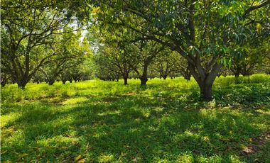 33 HECTAREAS DE TERRENO SOBRE CARRETERA PUERTO MADERO