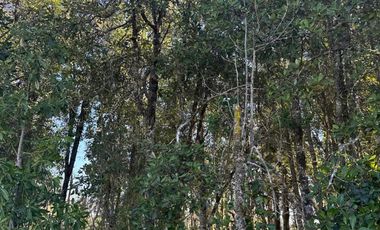 Espectacular terreno en parcelación «Raíces de Frutillar»