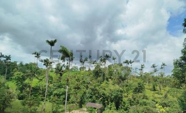 En Venta Terreno de 37.5 Hectáreas km 14 Vía Los Bancos - Valle Hermoso