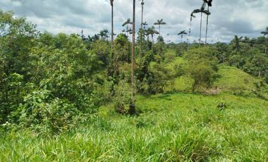 En Venta Terreno de 37.5 Hectáreas km 14 Vía Los Bancos - Valle Hermoso