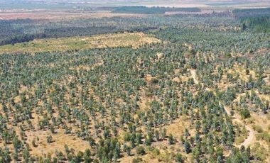 Agrícola en Venta en carrizal cueva del león