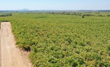 Agrícola en Venta en carrizal cueva del león