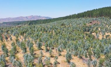 Agrícola en Venta en carrizal cueva del león