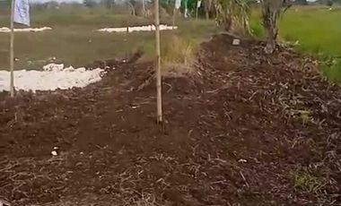 Tanah siap bangun, cocok untuk Hunian dan pesantren