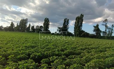 Sitio en Venta en El Huerton/Antuco