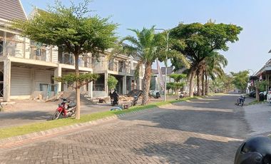 Zelkova Safira Garden