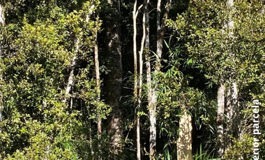 PARCELA 5100 M2 EN VENTA, CON BOSQUE NATIVO, PUERTO VARAS