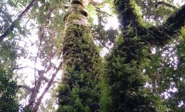 PARCELA 5100 M2 EN VENTA, CON BOSQUE NATIVO, PUERTO VARAS