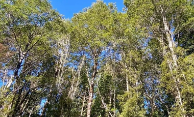 PARCELA 5100 M2 EN VENTA, CON BOSQUE NATIVO, PUERTO VARAS