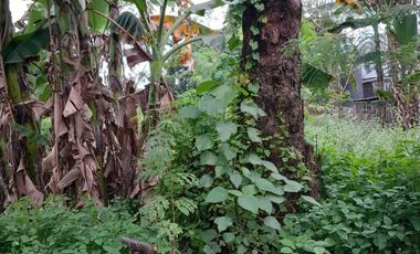 Di sewakan tanah pekarangan di maguwo dalam ring road timur kampus upn