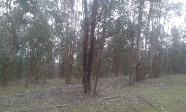 Sitio en Venta en Comuna de Portezuelo, sector de Llahuecuy Hijuela 2 Fundo Culenar