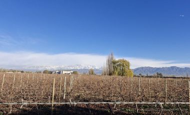 Gran Terreno en Venta Mutual Valle Tupun Agrelo