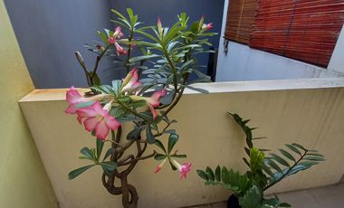 Dijual Rumah Cantik di dalam Cluster Eksklusif Pejaten Barat