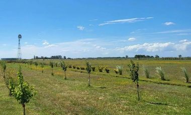 Terreno en venta - 5.000Mts2 - San Vicente