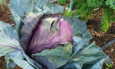 Terreno en venta - 5.000Mts2 - San Vicente