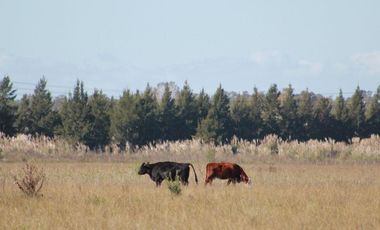 Terreno en venta - 5.000Mts2 - San Vicente