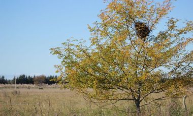 Terreno en venta - 5.000Mts2 - San Vicente