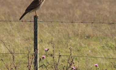 Terreno en venta - 5.000Mts2 - San Vicente