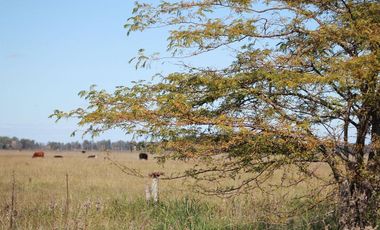 Terreno en venta - 5.000Mts2 - San Vicente