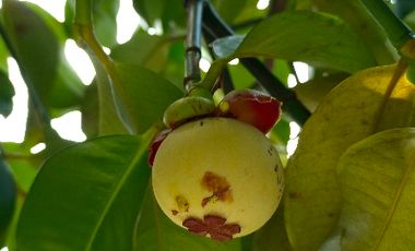 Di sewakan, bisa blanan cocok  kantor dan guest house, parkir 8 mobil