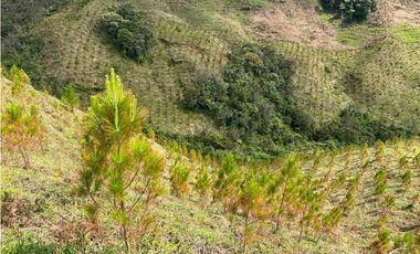 Venta finca forestal Angostura Antioquia