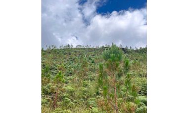 Venta finca forestal Angostura Antioquia